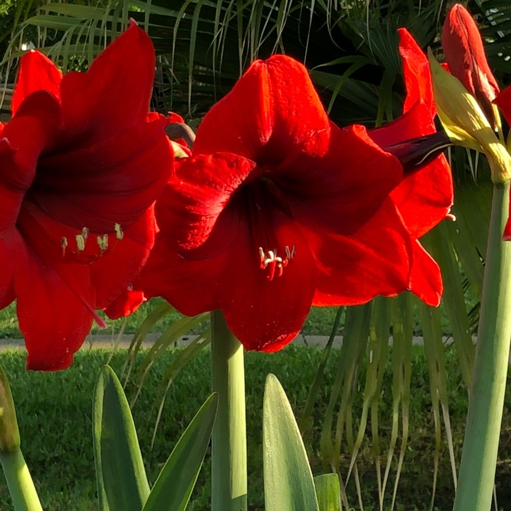 Meet your Posher, Dora